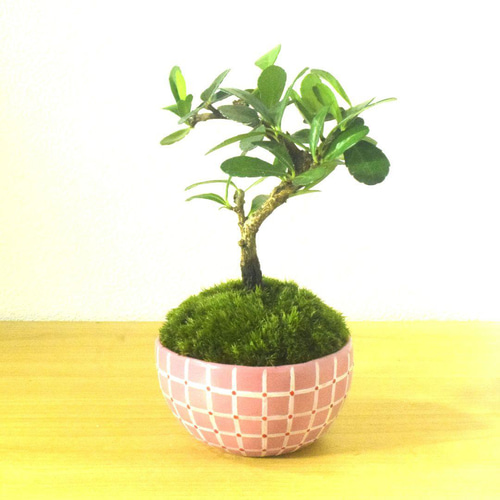 POTOCO ハリツルマサキ 陶器鉢 植物 盆栽 観葉植物 可愛い 小品盆栽 苔