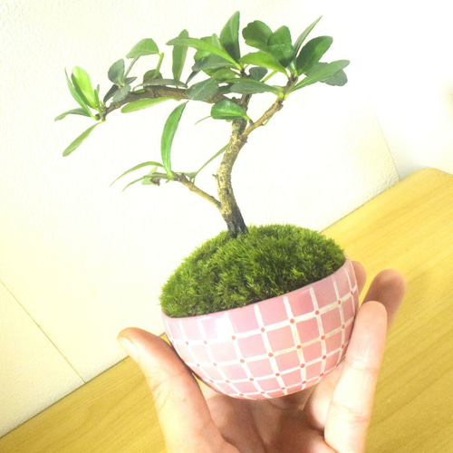 POTOCO ハリツルマサキ 陶器鉢 植物 盆栽 観葉植物 可愛い 小品盆栽 苔