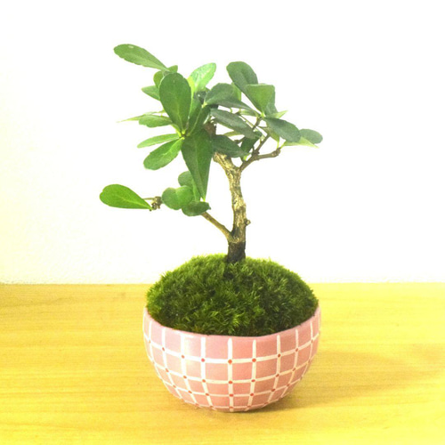 超人気 盆栽鉢 リュウゼツラン 塊根植木鉢 小品大品盆栽鉢 陶器鉢 陶芸 超人気 盆栽鉢 リュウゼツラン 塊根植木鉢 小品大品盆栽鉢 陶器鉢 陶芸