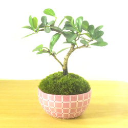 自然樹形の盆栽 陶器鉢 苔付き POTOCO 八房 杉 盆栽 観葉植物 陶器鉢 プランター 小品盆栽 苔玉 苔