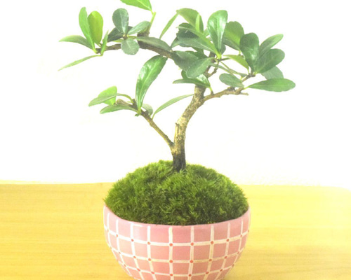 POTOCO ハリツルマサキ 陶器鉢 植物 盆栽 観葉植物 可愛い 小品盆栽 苔