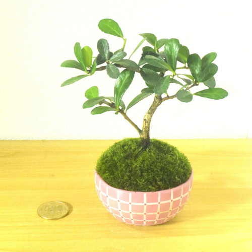 POTOCO ハリツルマサキ 陶器鉢 植物 盆栽 観葉植物 可愛い 小品盆栽 苔