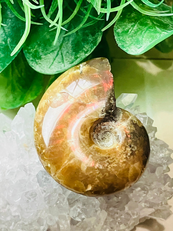 アンモナイトオパール 圧巻。オパールになった化石たち | カラッツ Gem Magazine