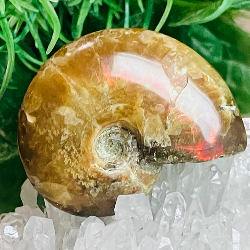 アンモナイトオパール 圧巻。オパールになった化石たち | カラッツ Gem Magazine