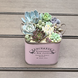 多肉植物 寄せ植え (⑅•͈૦•͈⑅).ᐟ.ᐟゴブレット 多肉植物 寄せ植え (⑅•͈૦•͈⑅).ᐟ.ᐟゴブレット 多肉植物 くる