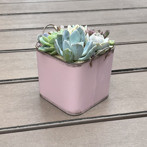 多肉植物 寄せ植え ブリキスクエア鉢(‧̫ )*.ピンク 多肉植物 くるくま