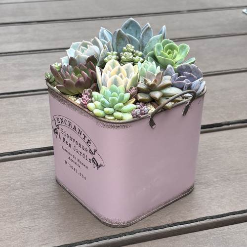 多肉植物 寄せ植え ブリキスクエア鉢(‧̫ )*.ピンク 多肉植物 くるくま