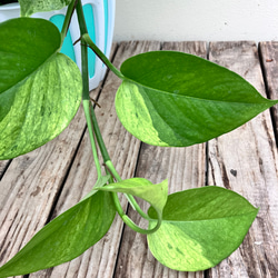 グリーンスクラッチ＊新品種ポトス＊斑入り＊観葉植物＊希少種 6枚目の画像