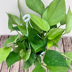 グリーンスクラッチ＊新品種ポトス＊斑入り＊観葉植物＊希少種 8枚目の画像