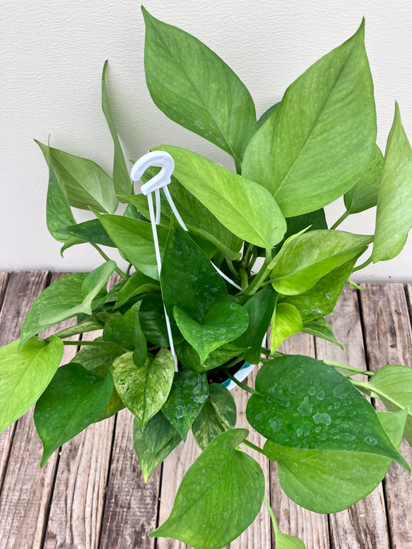 グリーンスクラッチ＊新品種ポトス＊斑入り＊観葉植物＊希少種 8枚目の画像
