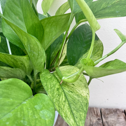 グリーンスクラッチ＊新品種ポトス＊斑入り＊観葉植物＊希少種 3枚目の画像
