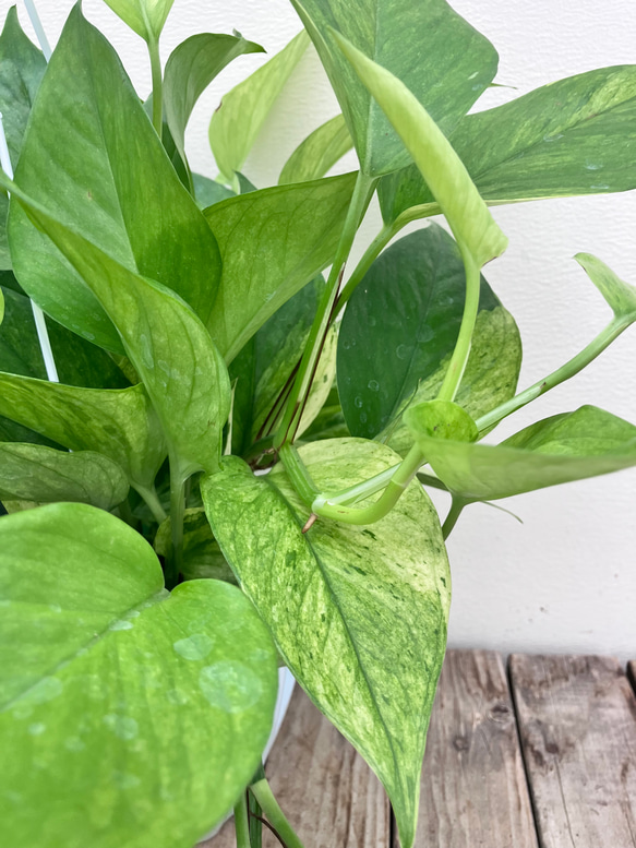 グリーンスクラッチ＊新品種ポトス＊斑入り＊観葉植物＊希少種 3枚目の画像