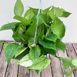 グリーンスクラッチ＊新品種ポトス＊斑入り＊観葉植物＊希少種 10枚目の画像