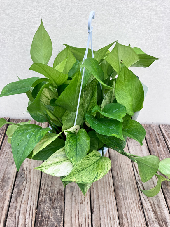 グリーンスクラッチ＊新品種ポトス＊斑入り＊観葉植物＊希少種 10枚目の画像