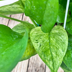 グリーンスクラッチ＊新品種ポトス＊斑入り＊観葉植物＊希少種 4枚目の画像