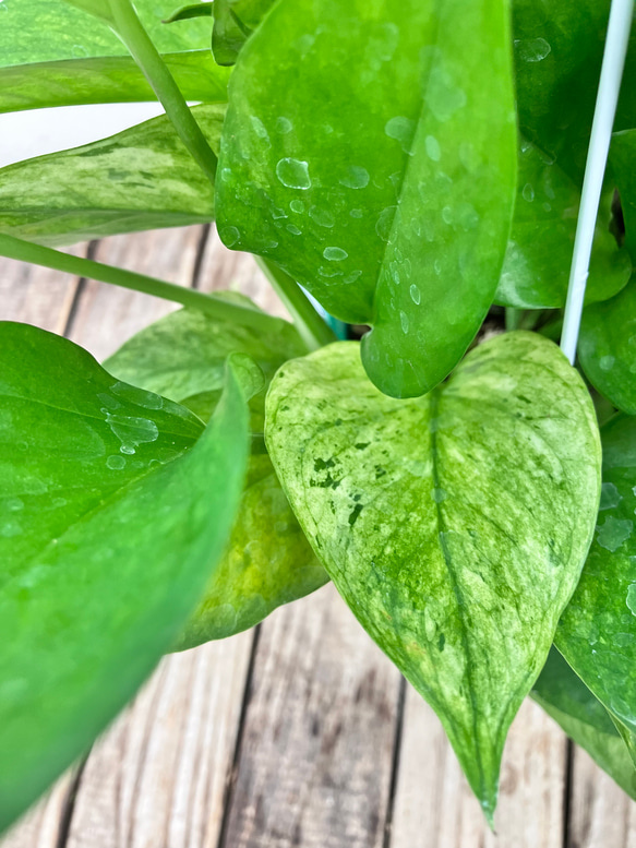 グリーンスクラッチ＊新品種ポトス＊斑入り＊観葉植物＊希少種 4枚目の画像