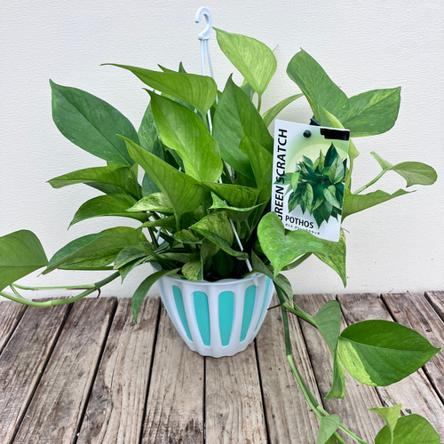 ポトス グリーンスクラッチ 【公式通販】