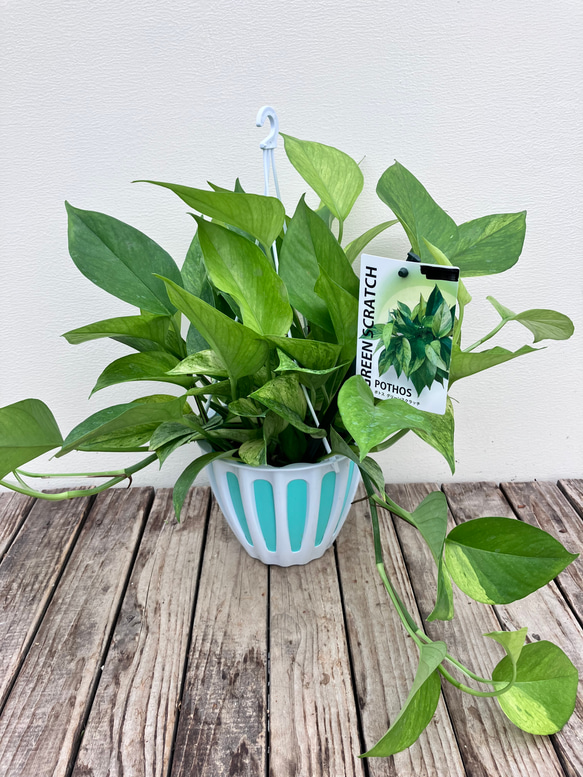 グリーンスクラッチ＊新品種ポトス＊斑入り＊観葉植物＊希少種 1枚目の画像