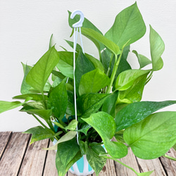グリーンスクラッチ＊新品種ポトス＊斑入り＊観葉植物＊希少種 9枚目の画像