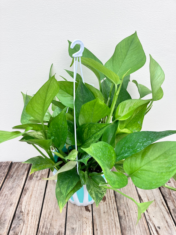 グリーンスクラッチ＊新品種ポトス＊斑入り＊観葉植物＊希少種 9枚目の画像