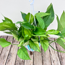 グリーンスクラッチ＊新品種ポトス＊斑入り＊観葉植物＊希少種 5枚目の画像