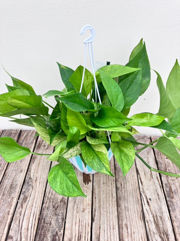 グリーンスクラッチ＊新品種ポトス＊斑入り＊観葉植物＊希少種 5枚目の画像