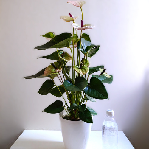 特大 アンスリウム クラビゲラム 6号鉢 特大 アンスリウム クラビゲラム 6号鉢 PLANCHU 観葉植物