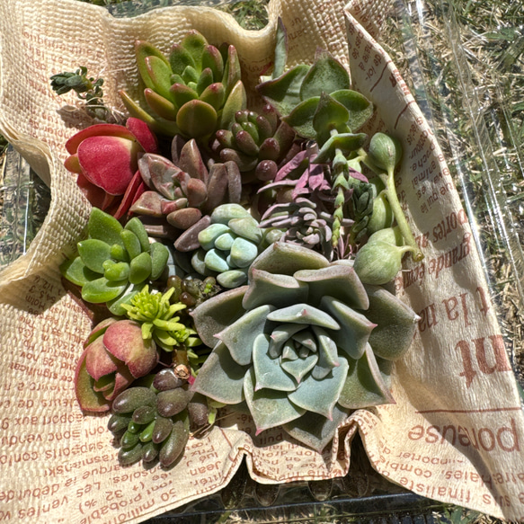 NO.154　寄せ植えセット　多肉弁当　小さめサイズ100個　エケベリア　セダム 楽天市場】【柏屋商店さん直送】送料無料 多肉弁当 多肉植物