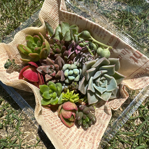 セダム、多肉カット苗 寄植え 多肉弁当 多肉植物 小さな庭の管理