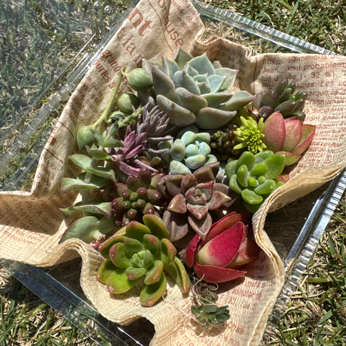 Sold Out セダム カット苗 寄植え セダム、多肉カット苗 寄植え 多肉弁当 多肉植物 小さな庭の管理