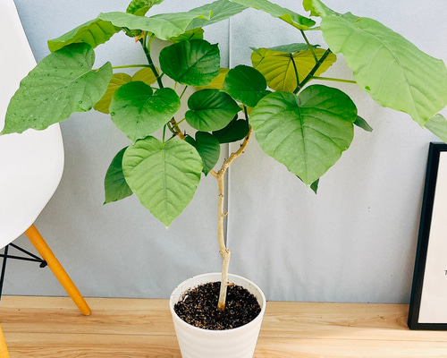 ［現品］42番　フィカス　ウンベラータ　曲がり　8号　観葉植物　室内　大型　人気 現品］42番 フィカス ウンベラータ 曲がり 8号 観葉植物 室内
