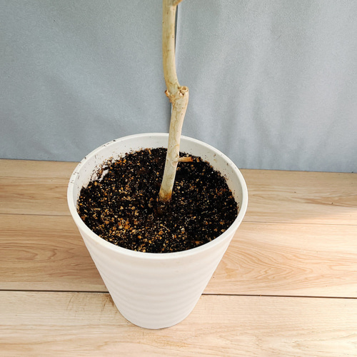 現品］4番 フィカス ウンベラータ 曲がり 7号 観葉植物 室内