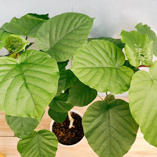 現品］4番 フィカス ウンベラータ 曲がり 7号 観葉植物 室内