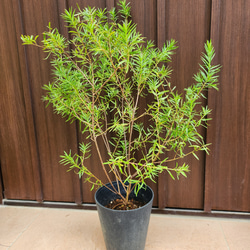 パールアカシア　鉢植え47　苗　ミモザ　オージープランツ 可愛い♪ パールアカシア 鉢植え ミモザ苗 オージープランツ