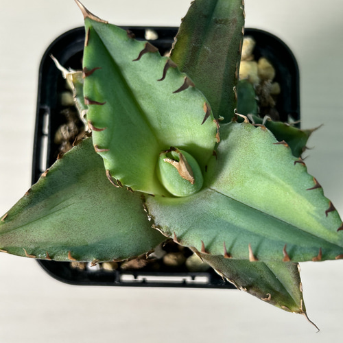 アガベ チタノタ 夕映厳龍（季節斑）多肉植物 多肉植物 火煙植芸 通販