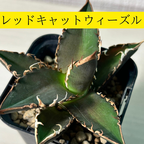 アガベ チタノタ レッドキャットウィーズル 赤猫 多肉植物 多肉植物 火