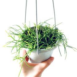 【新入荷】flying ビカクシダ グランデ コウモリラン ハンギング 観葉植物 新入荷】flying ビカクシダ グランデ コウモリラン ハンギング
