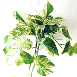 極美斑入り モンステラ ホワイトタイガー 55cm 希少 人気 観葉植物 極美斑入り モンステラ ホワイトタイガー 大株 50cm 希少 人気