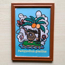 フレーム付き☆イラスト☆ オペルクリカリア・パキプス イラスト