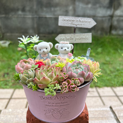 ♡そのまま飾れる♡うさぎちゃんの多肉植物寄せ植え