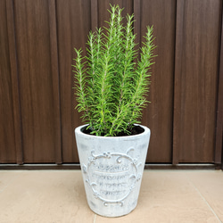 オリーブネバディロブランコ　naturalgardenホワイトテラコッタ鉢植え苗 オリーブネバディロブランコ naturalgardenホワイトテラコッタ