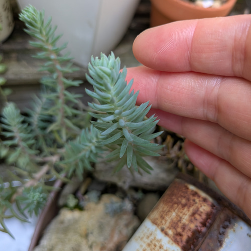 多肉植物 シルバーペット レフレクサム 10本 カット苗 6cm 多肉