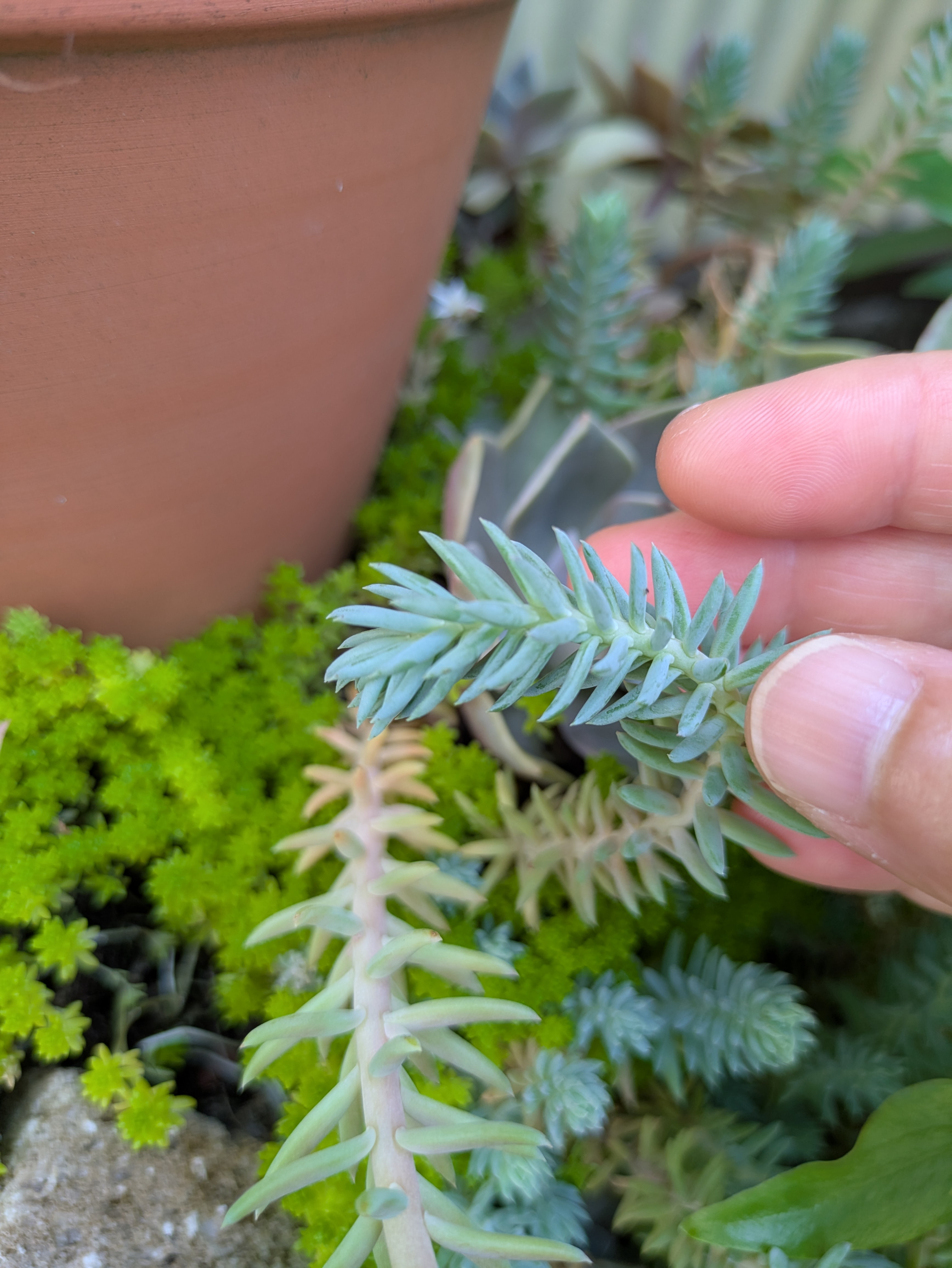 多肉植物 シルバーペット レフレクサム 10本 カット苗 6cm 多肉
