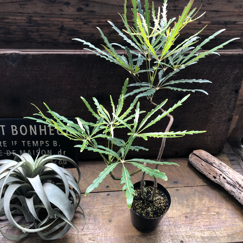 アラレア♡グリーンエレガンス♡観葉植物♡インテリア アートフラワー
