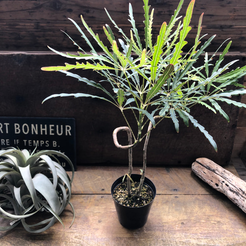 アラレア♡グリーンエレガンス♡観葉植物♡インテリア アートフラワー