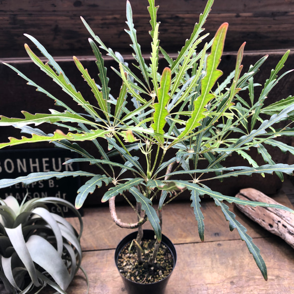 アラレア♡グリーンエレガンス♡観葉植物♡インテリア アートフラワー 