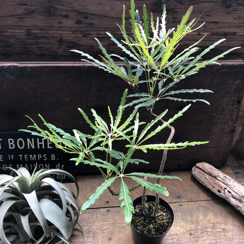 アラレア♡グリーンエレガンス♡観葉植物♡インテリア アートフラワー