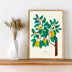《植物図鑑/Limones(レモン)》インテリアポスター/絵画 272×242mm ※色紙サイズ (A4・A3に変更可) 13枚目の画像