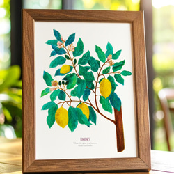 《植物図鑑/Limones(レモン)》インテリアポスター/絵画 272×242mm ※色紙サイズ (A4・A3に変更可) 7枚目の画像