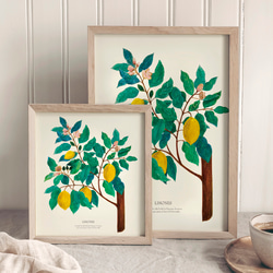 《植物図鑑/Limones(レモン)》インテリアポスター/絵画 272×242mm ※色紙サイズ (A4・A3に変更可) 2枚目の画像